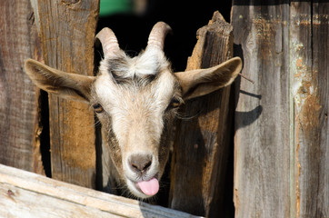 " Bearded goat looking through a wooden fence boards" © parovysh