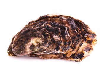 Obraz premium Gourmet fresh french oysters