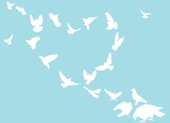 heart from pigeon silhouettes isolated on blue