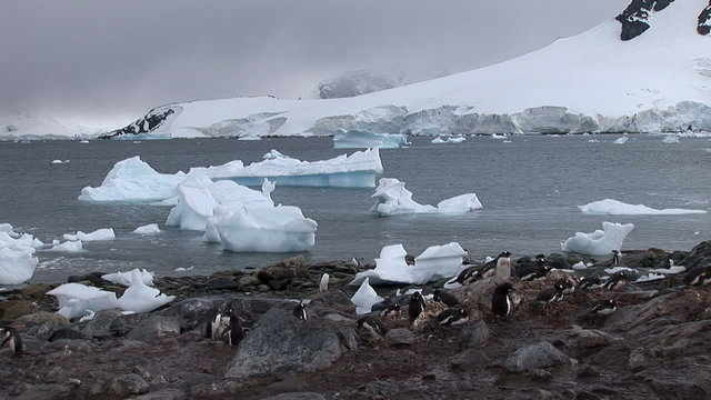 Icebergs Passing Gentoo Penguins in Paradise Bay, Antarctica