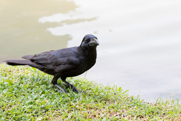 black bird crow perching on green grass field and looking to cam