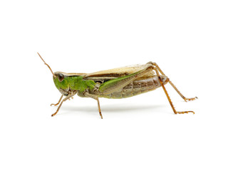 grasshopper