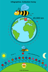 Infographics. Collection honey