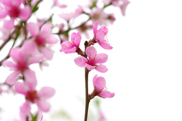 pink blossoms