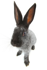 gray rabbit