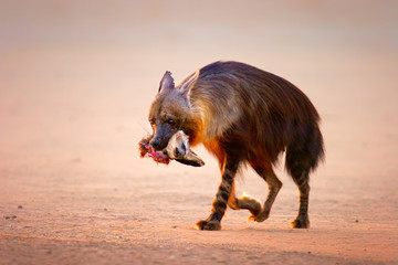 Brown hyena with bat-eared fox in mouth