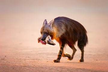Crédence de cuisine en verre imprimé Hyène Hyène brune avec renard à oreilles de chauve-souris dans la bouche