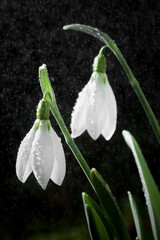 Obraz na płótnie Canvas Snowdrops- spring white flowers with soft background