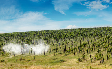Fototapeta premium Tractor spraying vineyard