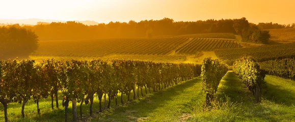 Tuinposter Vineyard Sunrise - Wijngaard van Bordeaux © FreeProd
