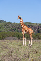 giraffe on a background of grass © master1305