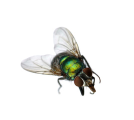 green fly