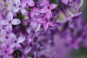 Lilac Flowers in Spring