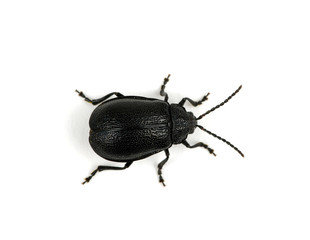 black beetle
