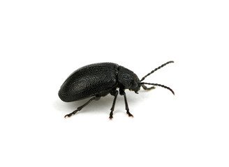 black beetle