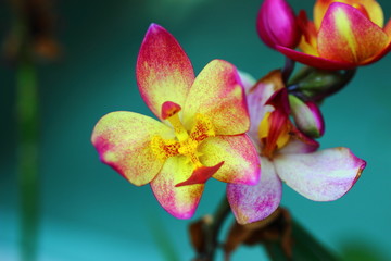 Ground orchid thailand
