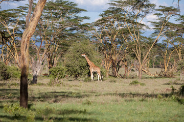 giraffe on a background of grass