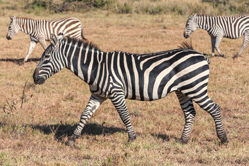 Obraz na płótnie Canvas Zebras in the grasslands