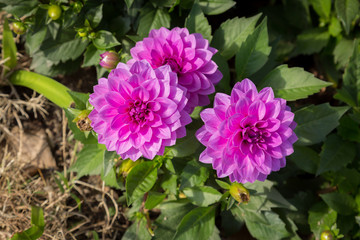 Dahlia flowers blossom in garden
