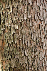 Bark of Arbutus unedo