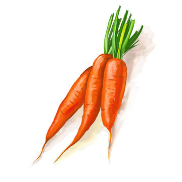 carrots vector illustration  hand drawn  painted watercolor