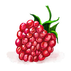 raspberry vector illustration  hand drawn  painted watercolor
