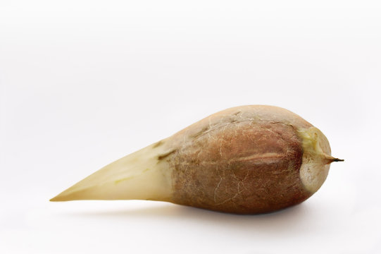 Avocado seed