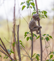 Baby vervet monkey