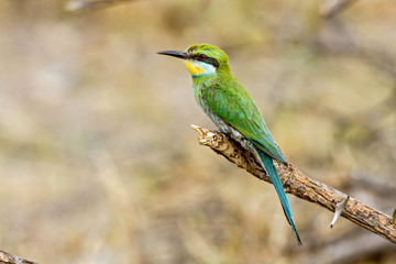 Swallow tailed bee eater