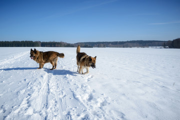 Plakat Rennende Hunde im Schnee