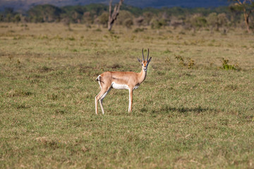 antelope on a background of green grass