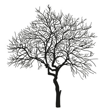 realistic silhouette of tree. vector