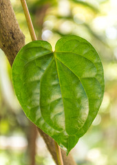 heart shape of a betel leaf