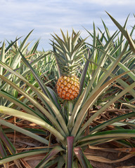 Obraz premium Pineapple garden