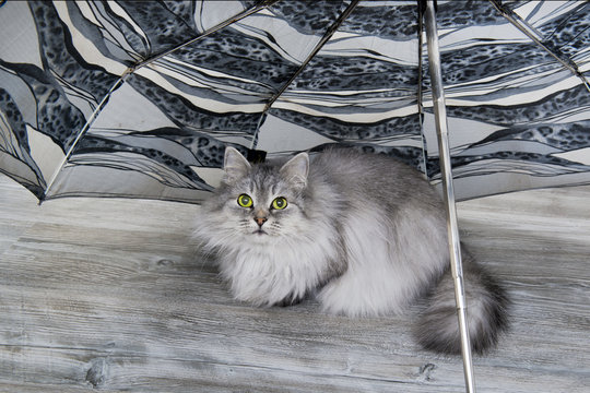 Grey Cat Under Umbrella