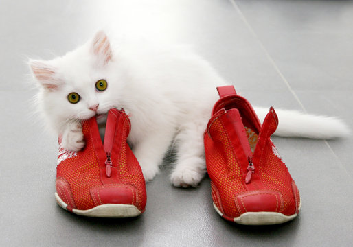 White persian kitten playing with red shoes