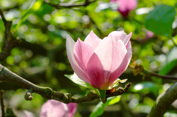 Fototapeta na wymiar Magnolia flowers
