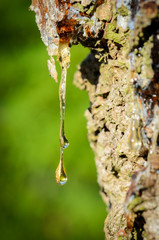 Harztropfen an einem Baumstamm in der Abendsonne
