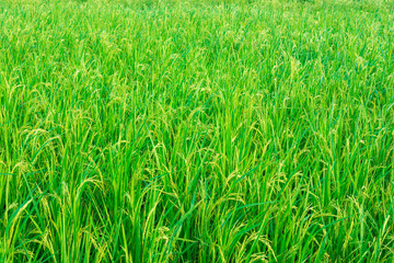 Green ear of rice in paddy rice field