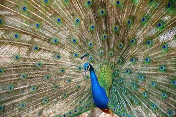 Obraz premium beautiful peacock with feathers out