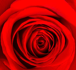 Beautiful red rose. Floral background
