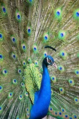 Close up of peacock showing its beautiful feathers