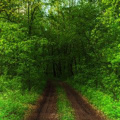 Fototapeta na wymiar dark forest and a road