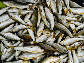 Fresh fish in the market