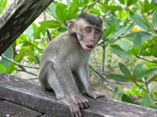 Naklejka na ściany i meble macaque