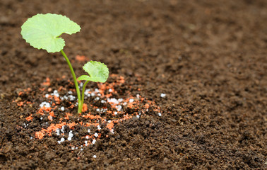 Medicinal thankuni plant on ground