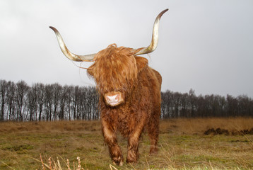 Highland cattle with long horns