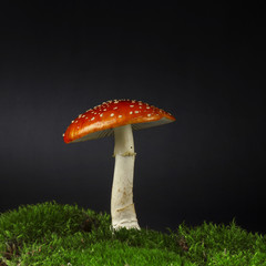 Agaric in herb isolated on black background