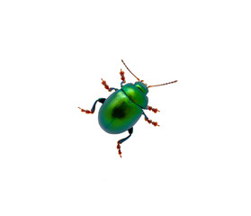 Green beetle