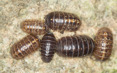 Pillbugs